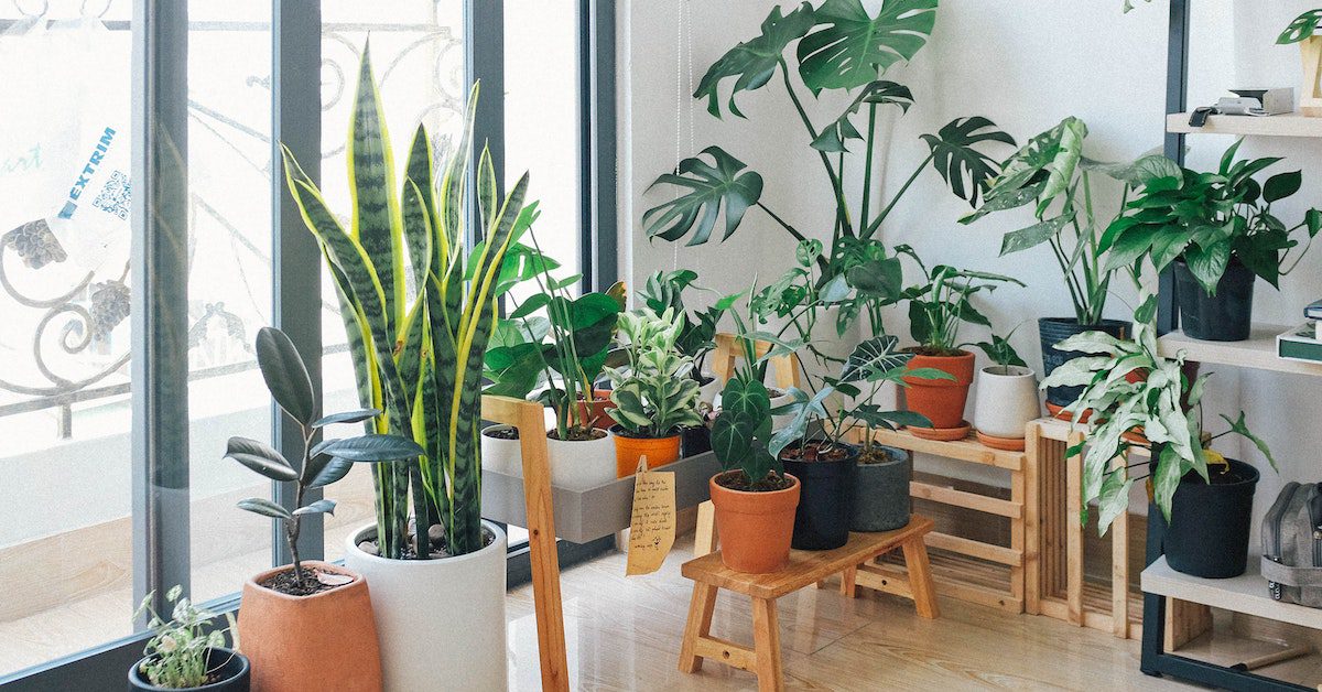 10 Best Indoor Planter Ideas 1 